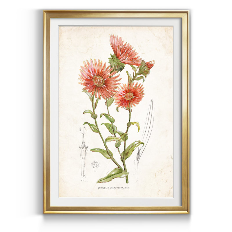 Botanique I - Cadre photo, reproduction d'art sur papier, H 18,5 po x l 24,5 po x P 1,5 po, Doré