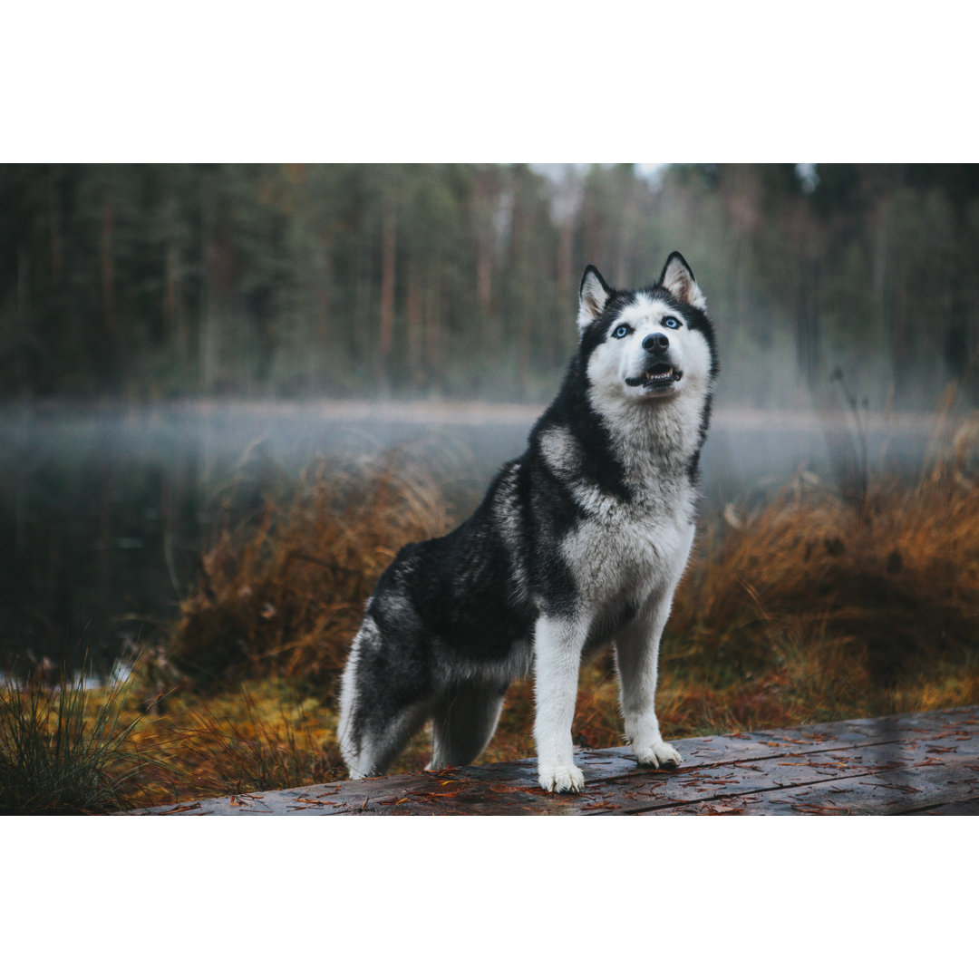 Siberian Husky von Sergeeva - Kunstdrucke auf Leinwand