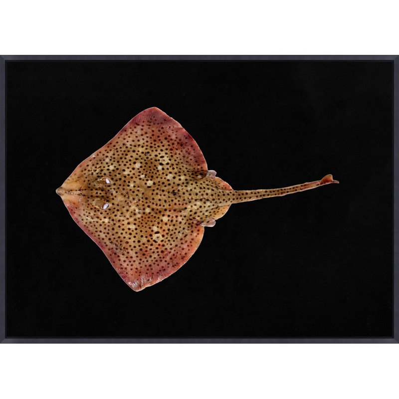Spotted Ray Fish Print by Mat Sanders