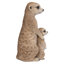Surmeerkat mère et bébé