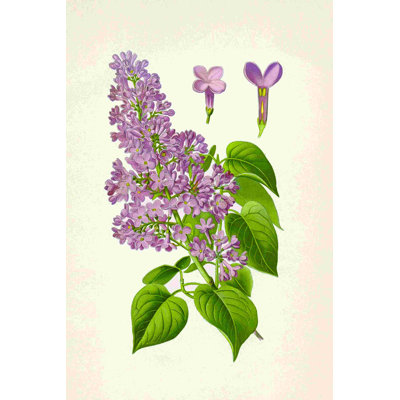 Dessin rétro lilas 2