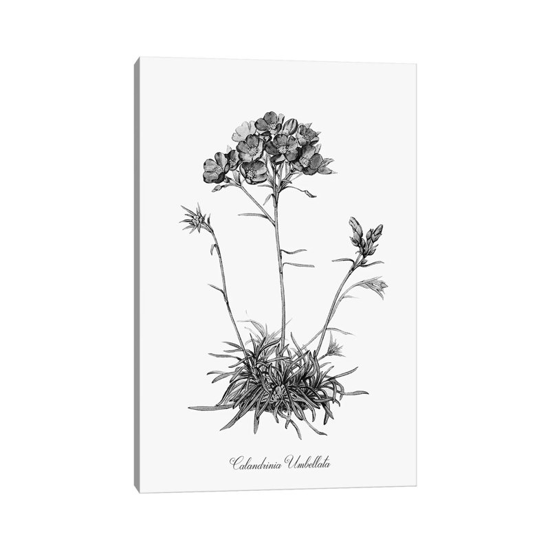 Simply Caladrinia by Kelly Donovan - Wrapped Canvas Print, 45.72cm H x 30.48cm W x 1.905cm D
