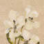 Blooms Ii Triptych By Brittney Shulz-1147893836