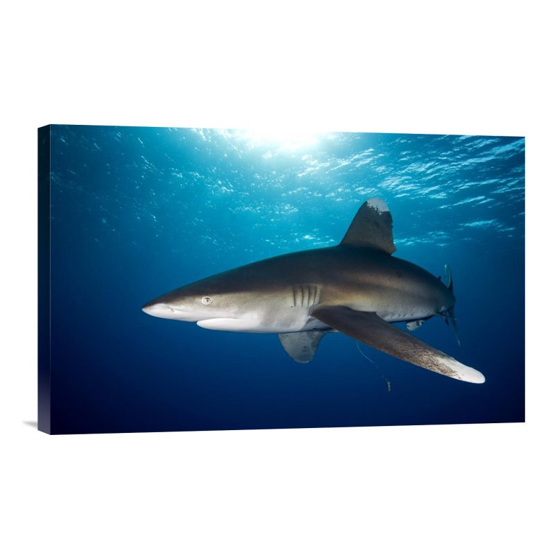 " Oceanic White-Tip Shark Close To The Surface ", Wrapped Canvas, 14.08" H x 22" W