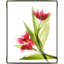 Red Tulips II - Framed-1830264309
