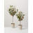 24'' Faux Eucalyptus Tree in Pot