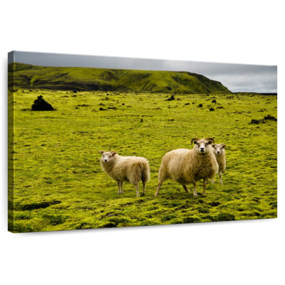 Crowle Icelandic Sheep
