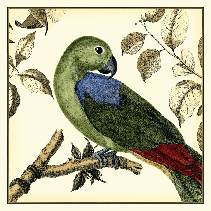Tropical Parrot III - Wrapped Canvas Painting, 91cm H x 91cm W