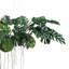 Monstera Kokeama suspendu en polyéthylène luxuriant