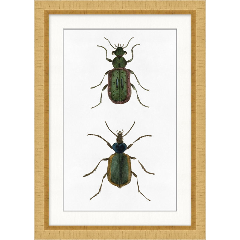 Beetle Study 1 Print by Lillian August