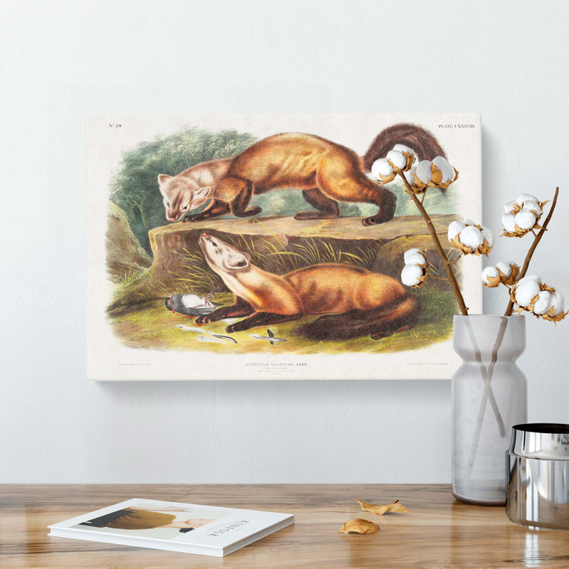 Pine Martens by J.W. Audubon - Wrapped Canvas Painting, 40cm H x 60cm W x 3cm D