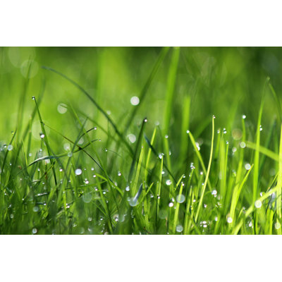 Herbe - photographie sur toile tendue