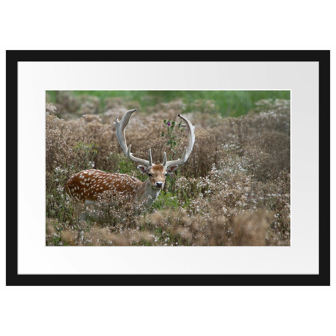 Gerahmtes Poster Axishirsch auf Wildwiese