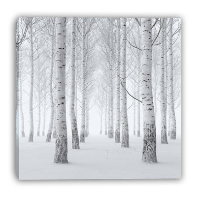 Art mural sur toile Misty Birch Grove