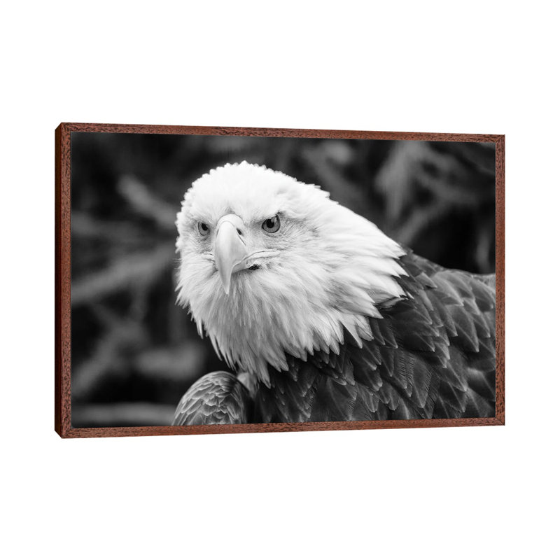 Eager Eagle by David Gardiner - Print on Canvas, Brown Framed, 66.04 cm H x 45.72 cm W