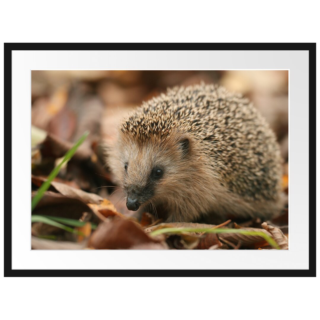 Gerahmtes Poster Kleiner Igel