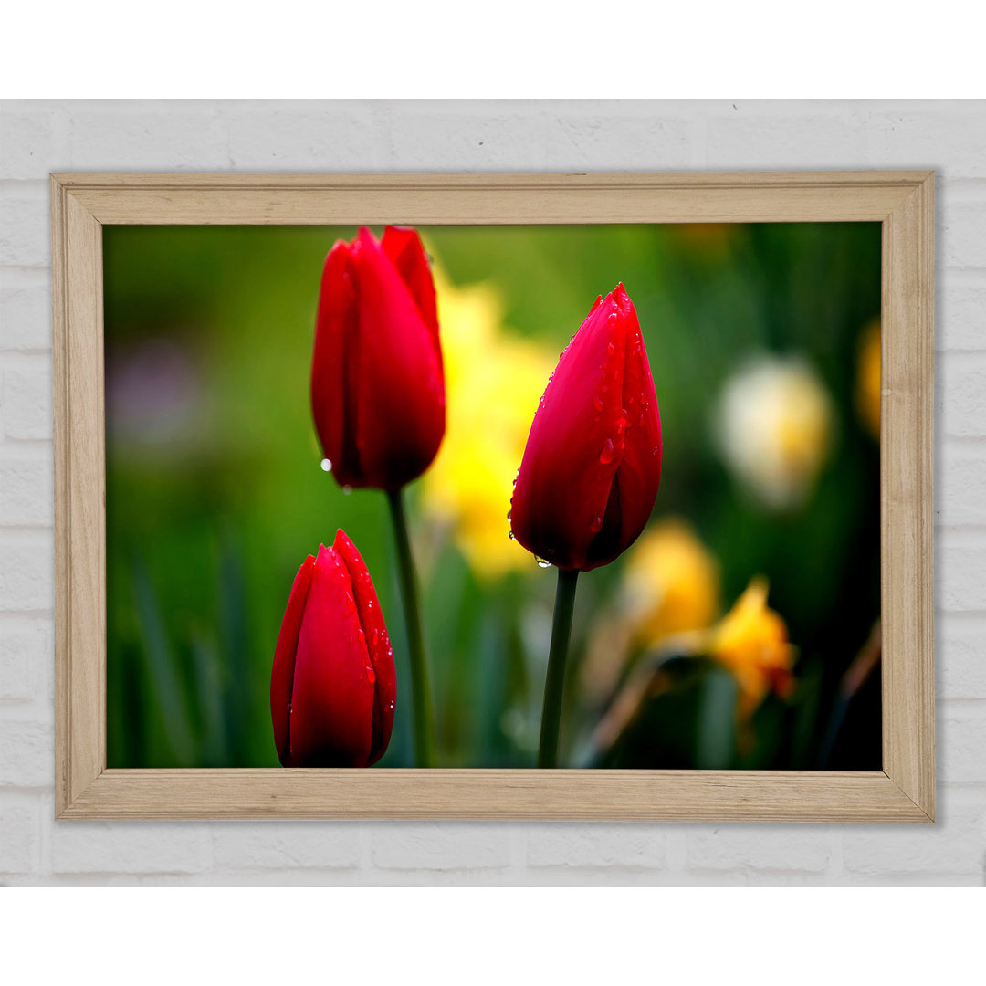 Drei rote Tulpen - Druck