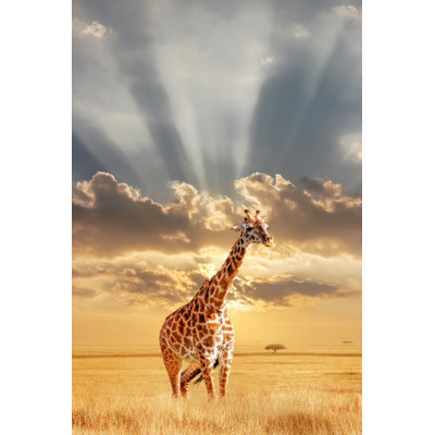 " Lonely Giraffe In The African " by Delbars