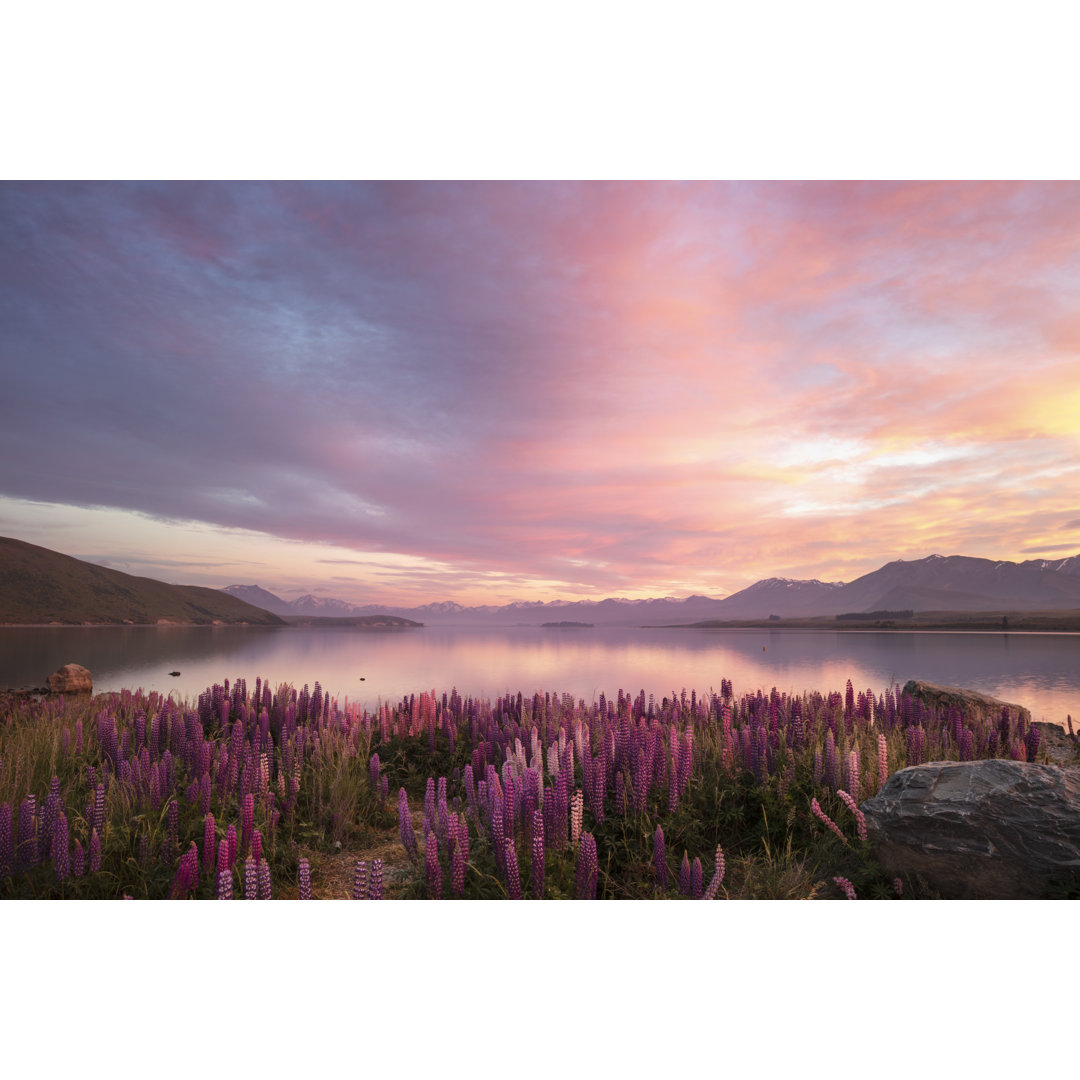 Frühling Lupinen bei Sonnenaufgang von SusanWoodImages - Ohne Rahmen auf Leinwand