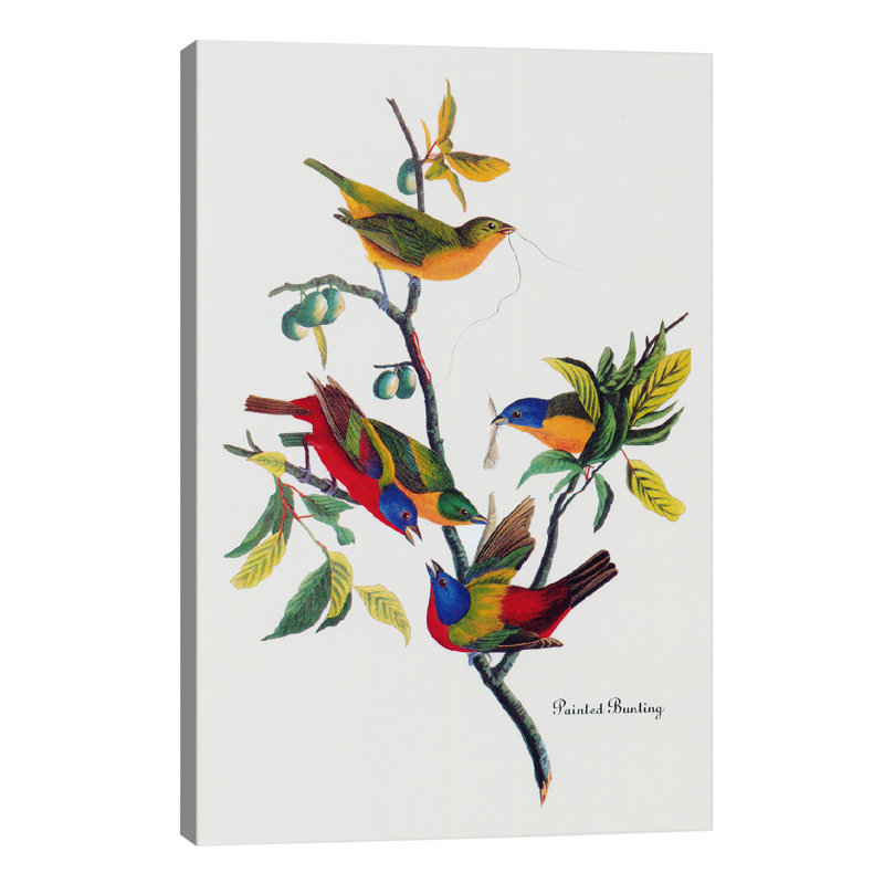 Painted Bunting by John Audubon - 1 Piece Painting on Canvas, 30.48 cm H x 45.72 cm W, No Frame