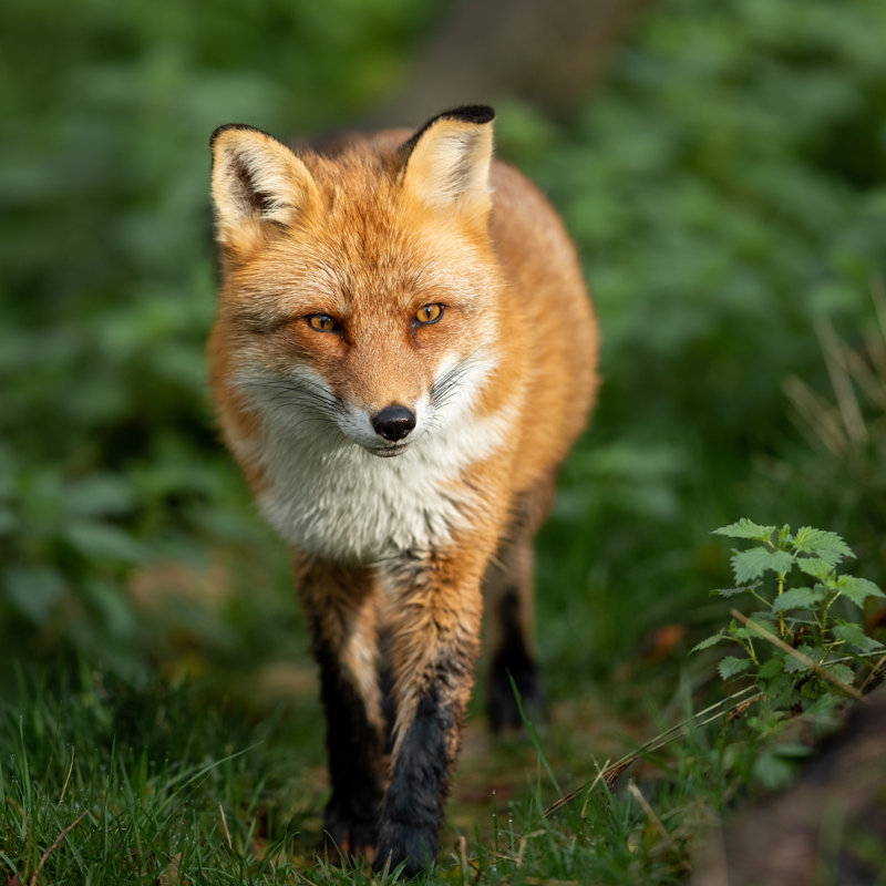 Red Fox by AB Photography - Wrapped Canvas Print, 76cm H x 76cm W