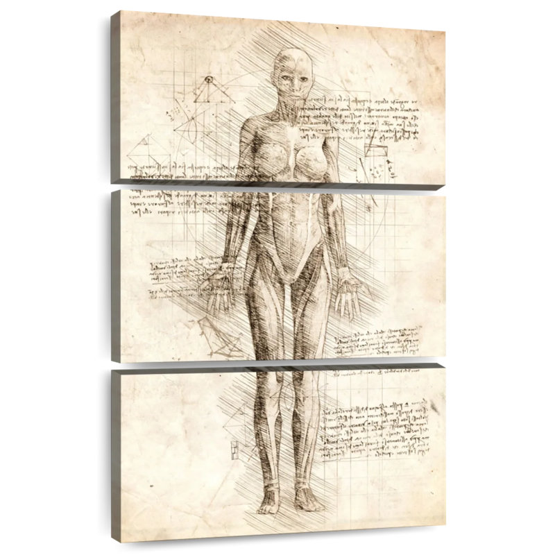 Anatomie féminine Keiri, H 32 po x l 20 po