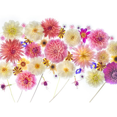 Melody With Dahlia Print by Harold Davis