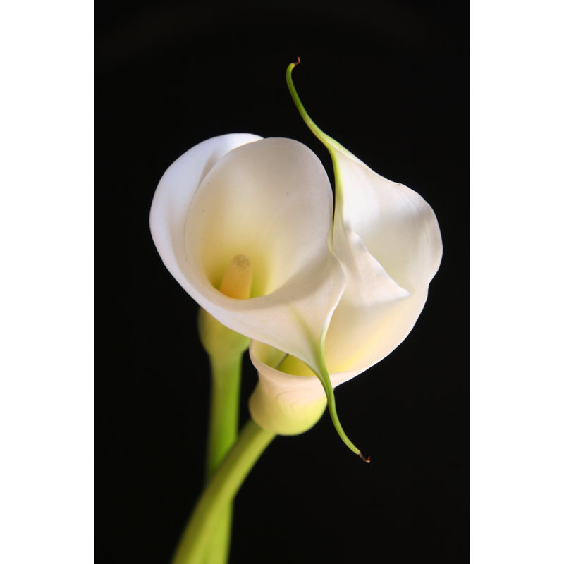 Archimbald Calla Lilies - Wrapped Canvas Print, 76cm H x 51cm W x 3.8cm D