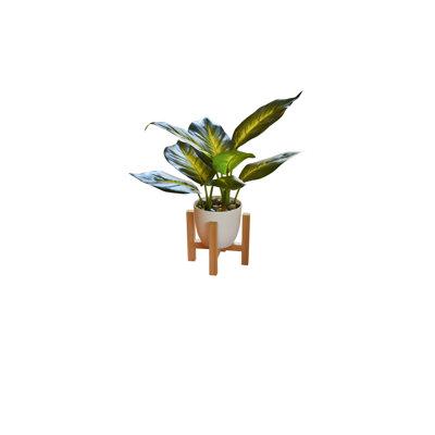 13'' Dieffenbachia Plant With Wood Stand