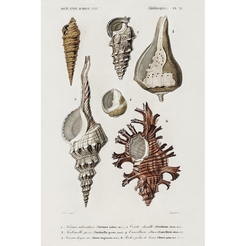 «Adrienn D'orbigny», reproduction de coquillage IV sur toile par M. Charles D'Orbigny, H 30 po x l 20 po