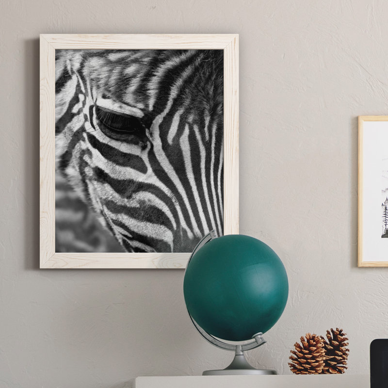 Zebra Colt - photographie encadrée sur toile, H 20 po x l 17 po x P 1,5 po, Cadre blanc