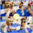 Adjustable Pet Grooming Tables-70697824-86592261