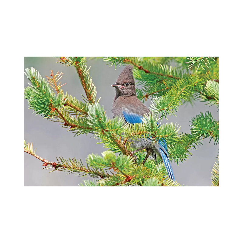 «Stellar's Jay» par Brian Wolf - photographie sur toile tendue, H 8 po x l 12 po x P 0,75 po