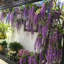 Faux Wisteria Swag-339493247