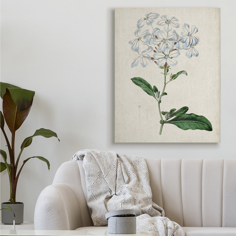 Étude florale rustique avec charmantes fleurs blanches de Curtis - impression, Toile tendue, H 48 po x l 36 po