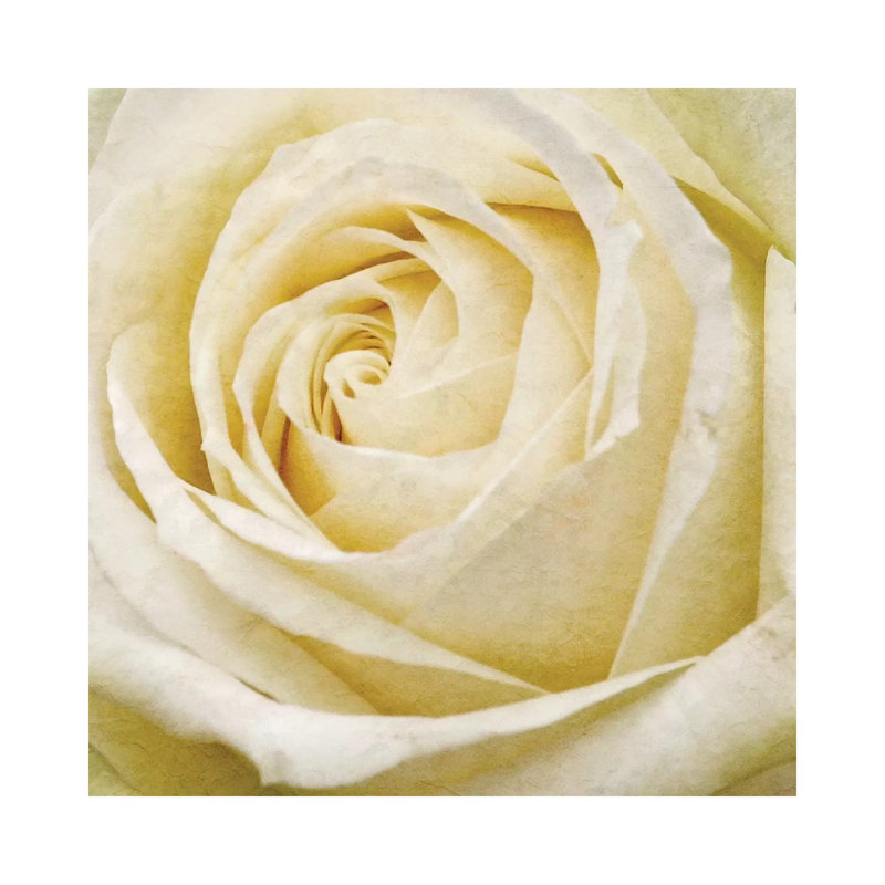 Wall Flower III by Alonzo Saunders - Wrapped Canvas Print, 66.04 cm H x 66.04 cm W x 1.91 cm D