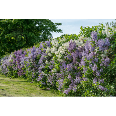 Hedge With White And Purple Lilac In Summer Sunlight - Wrapped Canvas Print
