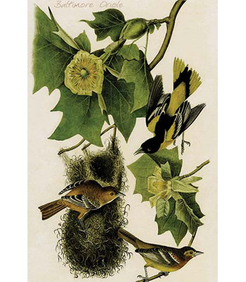 Oriole de baltimore-impression d’art graphique