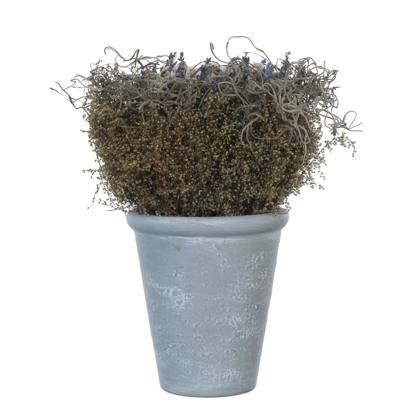 Lavender with Cement Pot