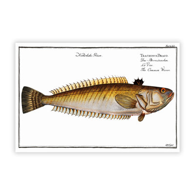 Weever Fish by M.E. Bloch - Frameless Print