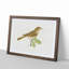 Thrush Nightingale Bird by Von Wright - Picture Frame Painting Print-55611520-55611519