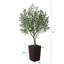 Altera UV Resistant Artificial Olive Tree for Indoor & Outdoor Decor, Large Plastic Base with Pebbles-1763515152-1763515180