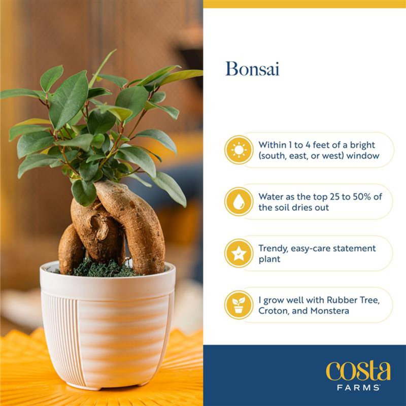Bonsai Plant in Planter
