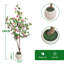 Plant-1468371330