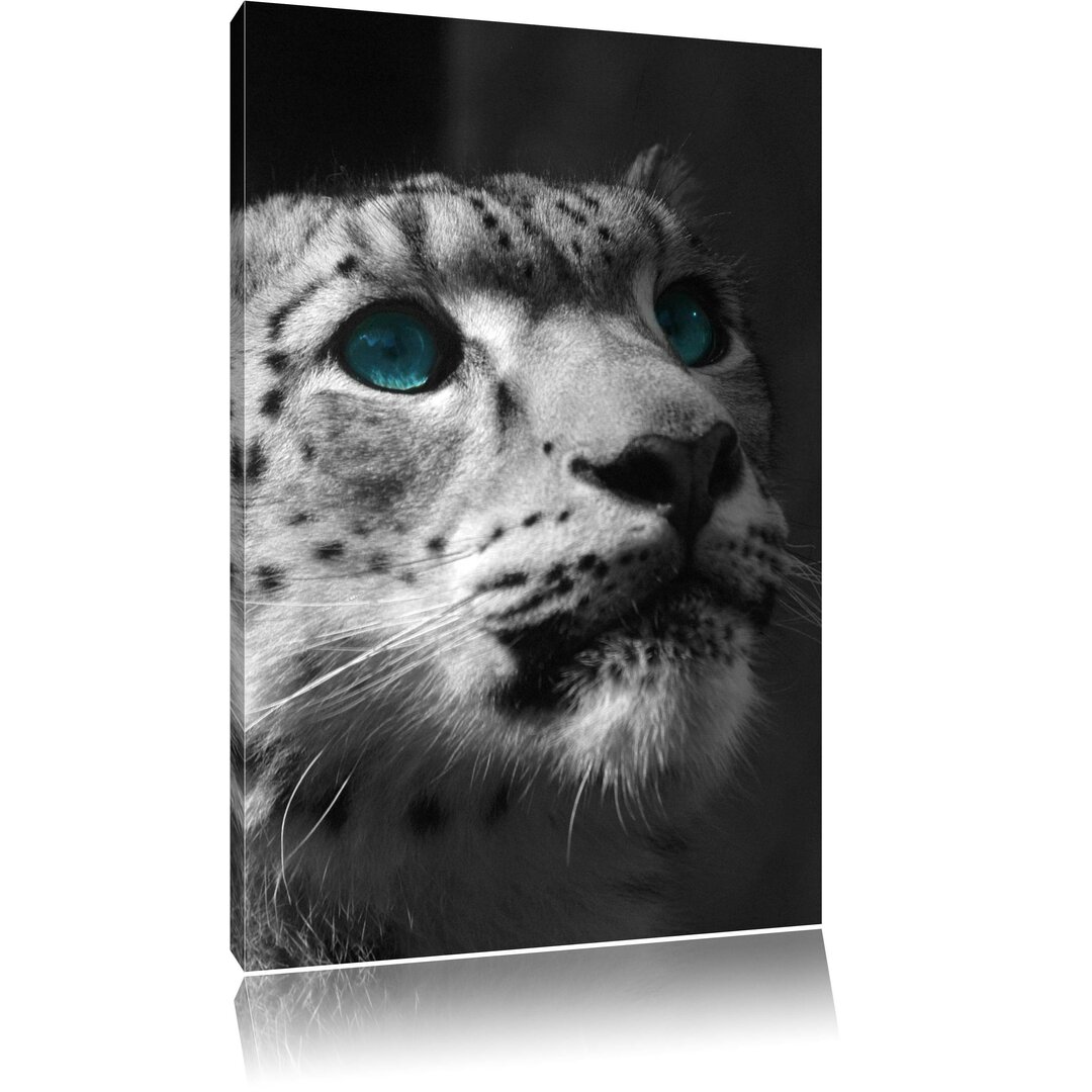 Leinwandbild Anmutiger Schneeleopard blaue Augen