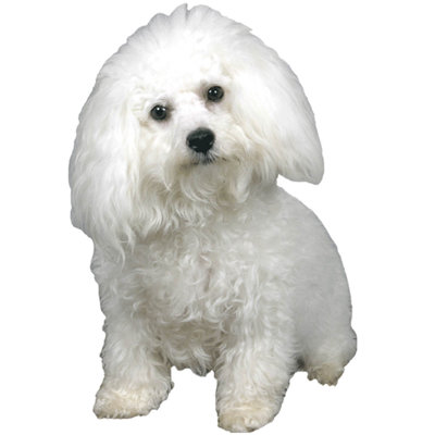 Animals Non-Wall Damaging Wall Decal
