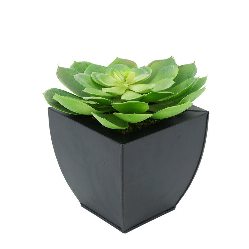 Succulent artificiel 2" en pot, Noir