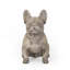 Statue de jardin d'extérieur bouledogue français d'extérieur-1863492091