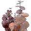 Ensemble de 4 bouquets d'eucalyptus séchés-209624966