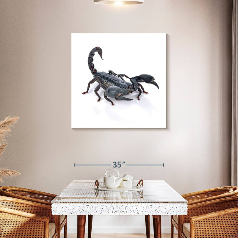 Crowle Emperor Scorpion, 36" H x 36" W